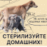 Нормы содержания и законодательство в области обращения с животными в РФ - Газета Восход